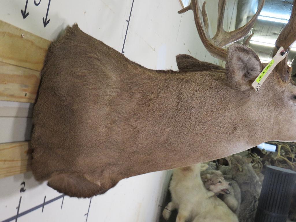 Mule Deer Sh Mt w/XXL Repro Rack TAXIDERMY