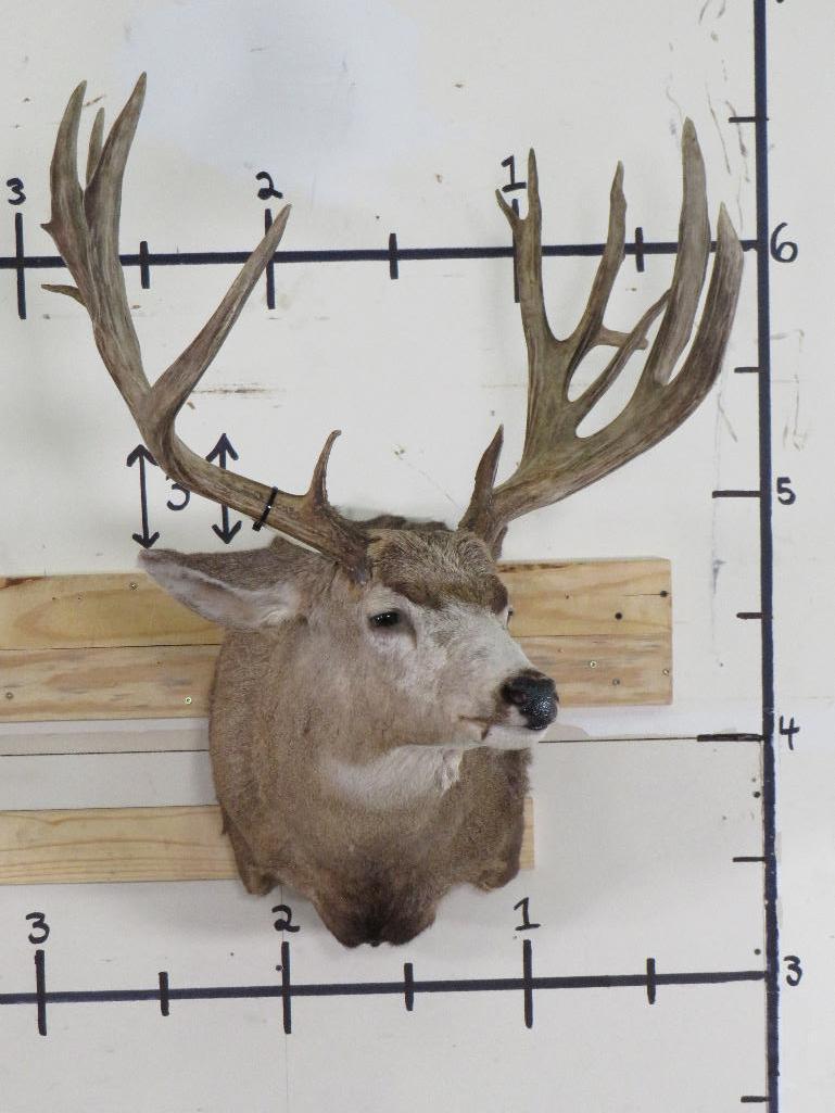 Mule Deer Sh Mt w/XXL Repro Rack TAXIDERMY