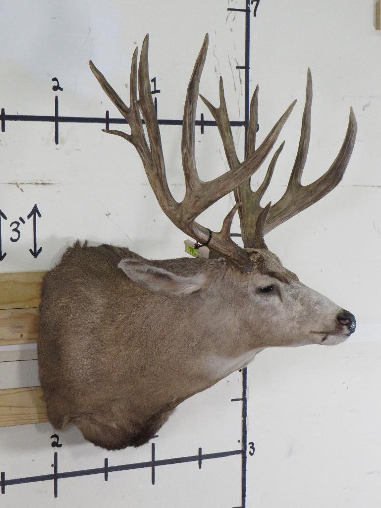 Mule Deer Sh Mt w/XXL Repro Rack TAXIDERMY