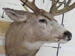 Mule Deer Sh Mt w/XXL Repro Rack TAXIDERMY