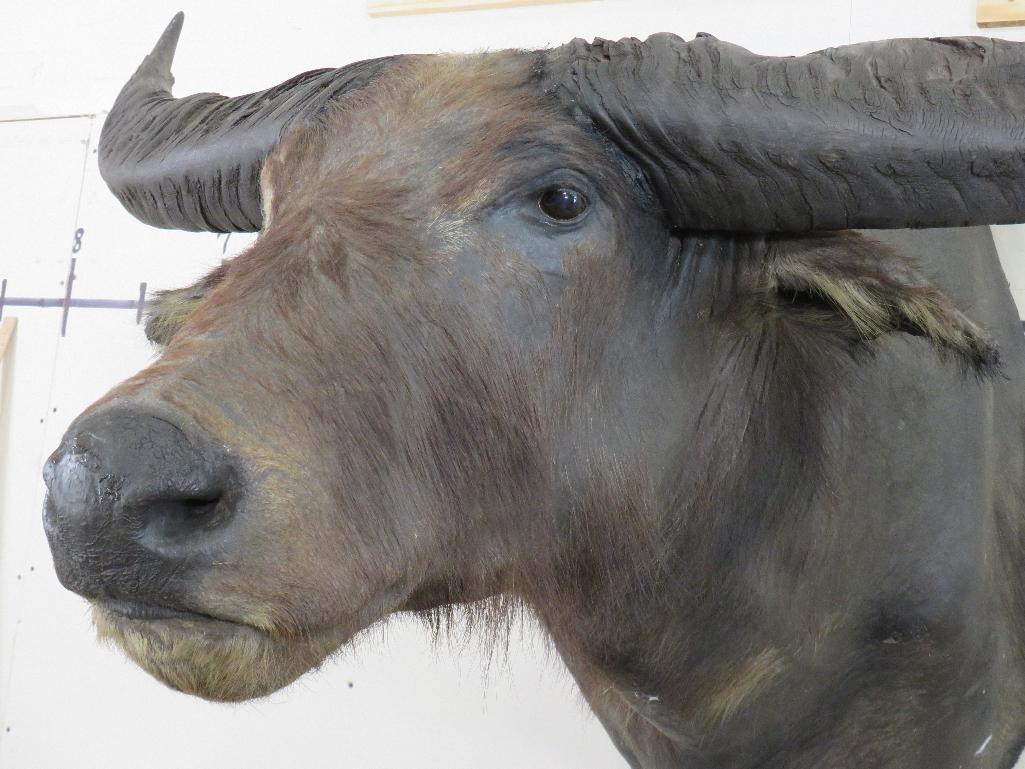 Big Water Buffalo Sh Mt w/4' Spread TAXIDERMY