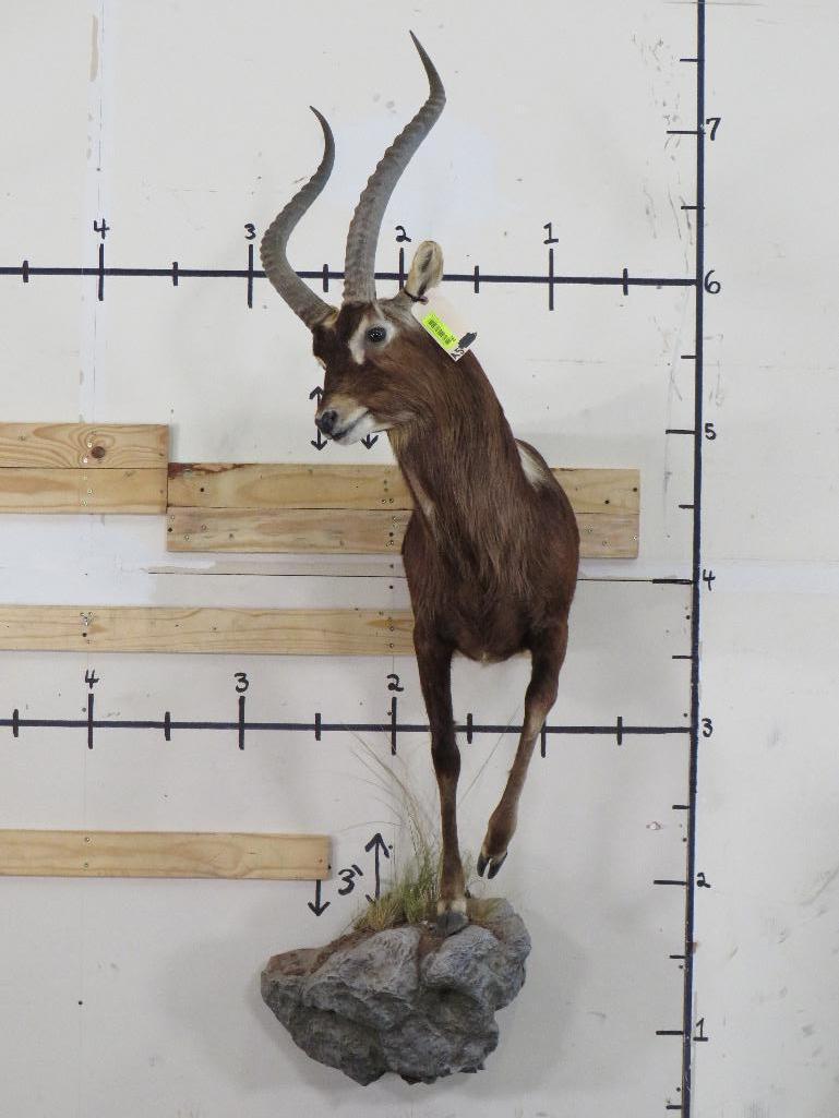 1/2 Body Nile Lechwe TAXIDERMY