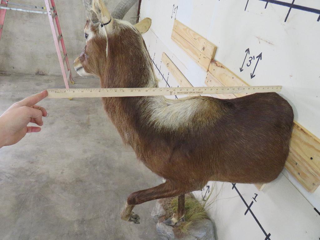 1/2 Body Nile Lechwe TAXIDERMY