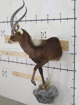 1/2 Body Nile Lechwe TAXIDERMY