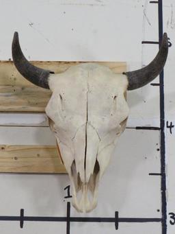 Buffalo/Bison Skull TAXIDERMY