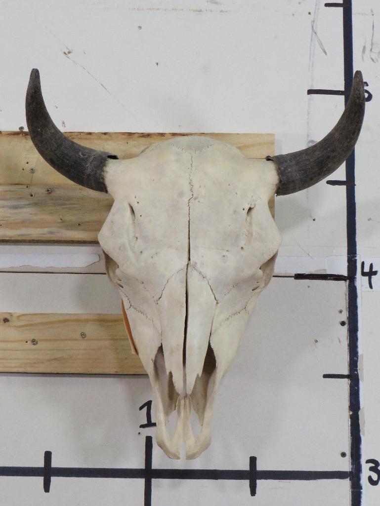 Buffalo/Bison Skull TAXIDERMY