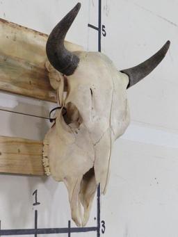 Buffalo/Bison Skull TAXIDERMY