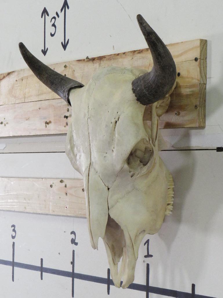 Buffalo/Bison Skull TAXIDERMY