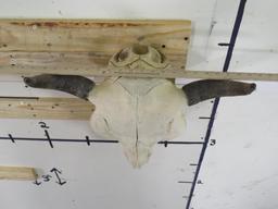 Buffalo/Bison Skull TAXIDERMY