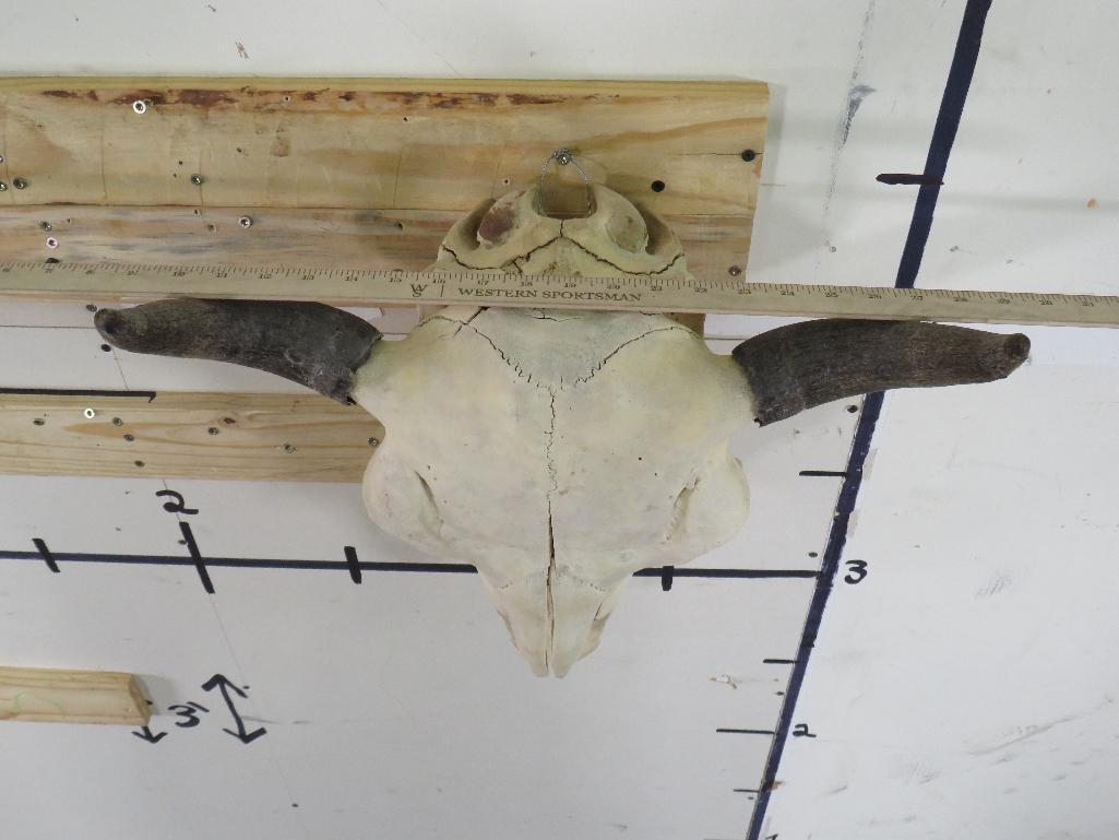 Buffalo/Bison Skull TAXIDERMY