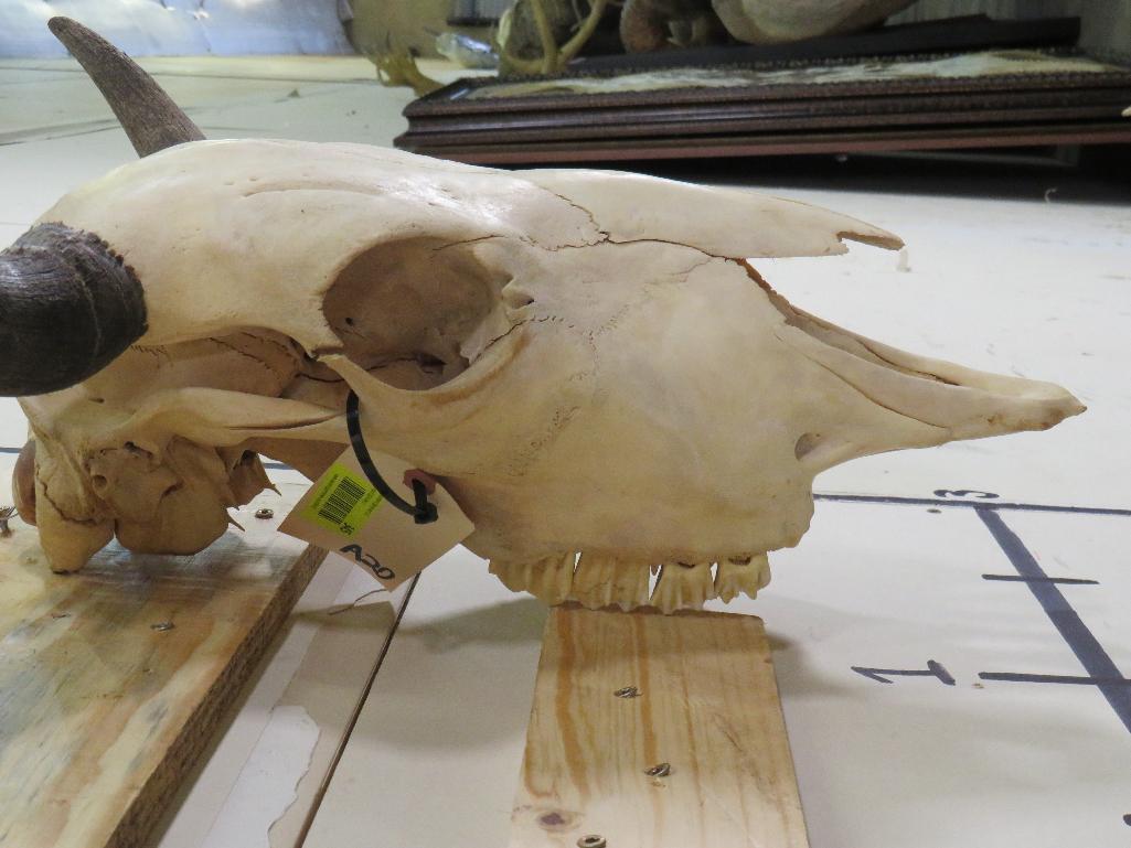 Buffalo/Bison Skull TAXIDERMY