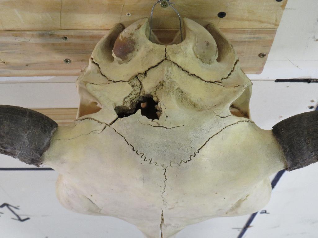 Buffalo/Bison Skull TAXIDERMY