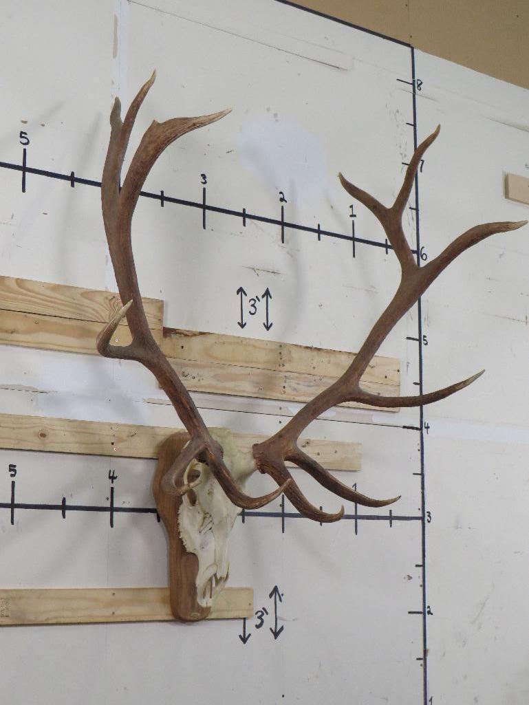 BIG Elk Skull on Plaque w/All Teeth TAXIDERMY