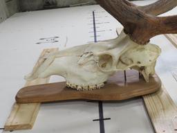 BIG Elk Skull on Plaque w/All Teeth TAXIDERMY