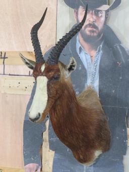 Blesbok Sh Mt TAXIDERMY