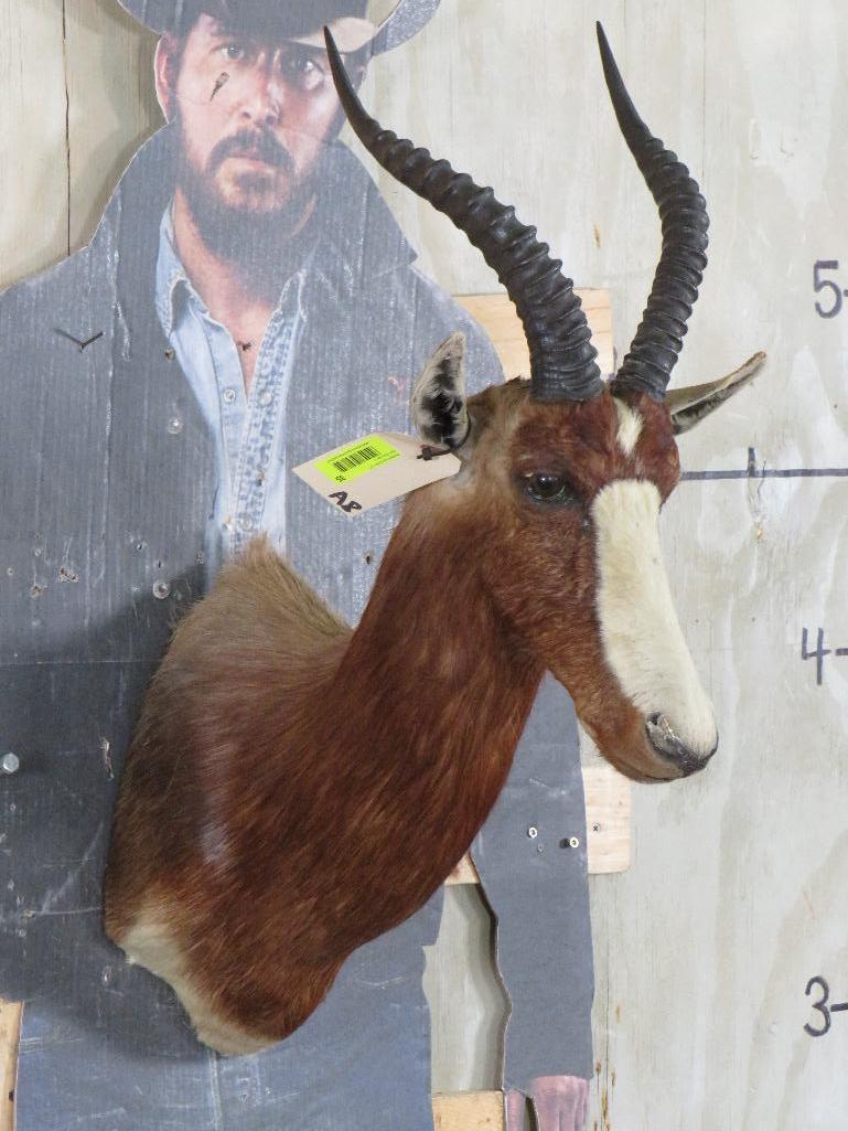 Blesbok Sh Mt TAXIDERMY