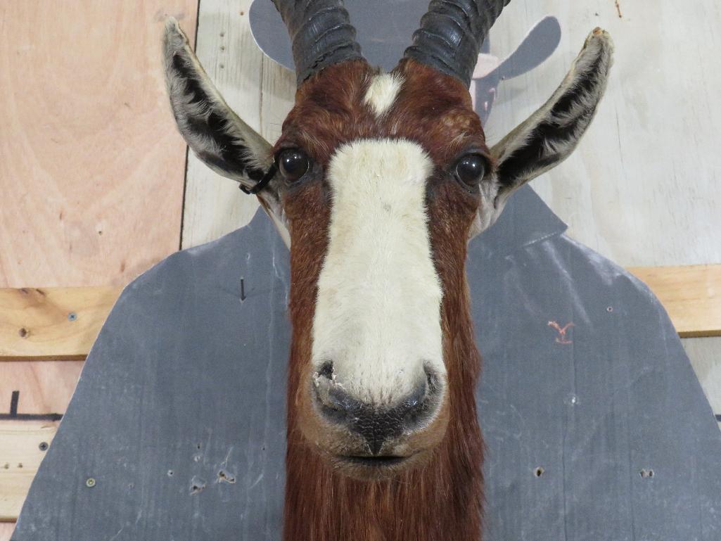 Blesbok Sh Mt TAXIDERMY