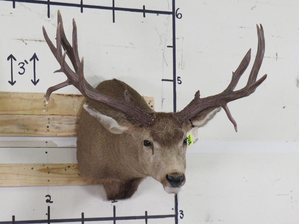 18PT Wide Mule Deer Sh Mt w/Drop Tines TAXIDERMY