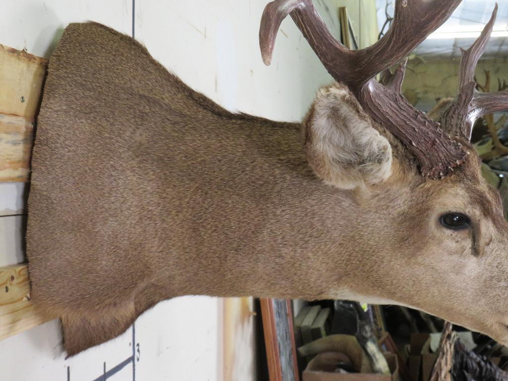 18PT Wide Mule Deer Sh Mt w/Drop Tines TAXIDERMY