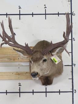 18PT Wide Mule Deer Sh Mt w/Drop Tines TAXIDERMY