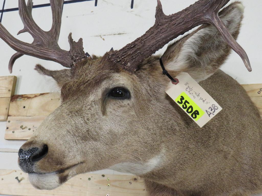 18PT Wide Mule Deer Sh Mt w/Drop Tines TAXIDERMY