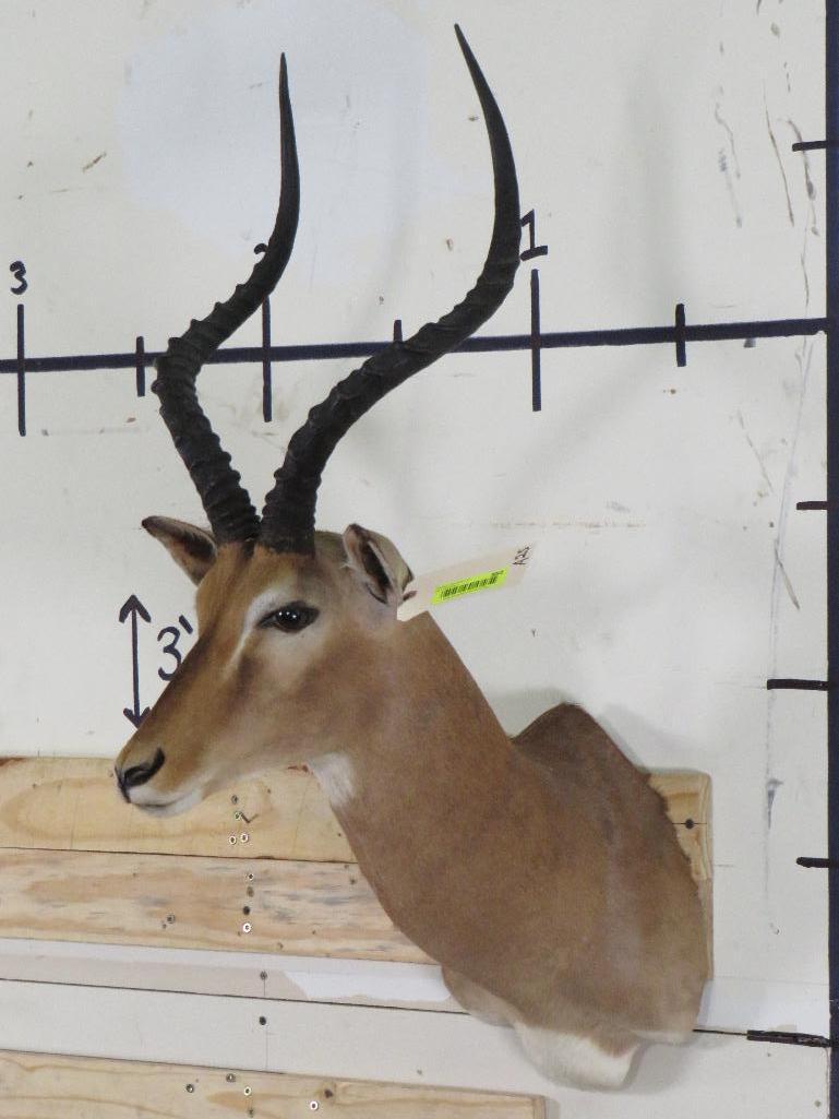 Impala Sh Mt TAXIDERMY