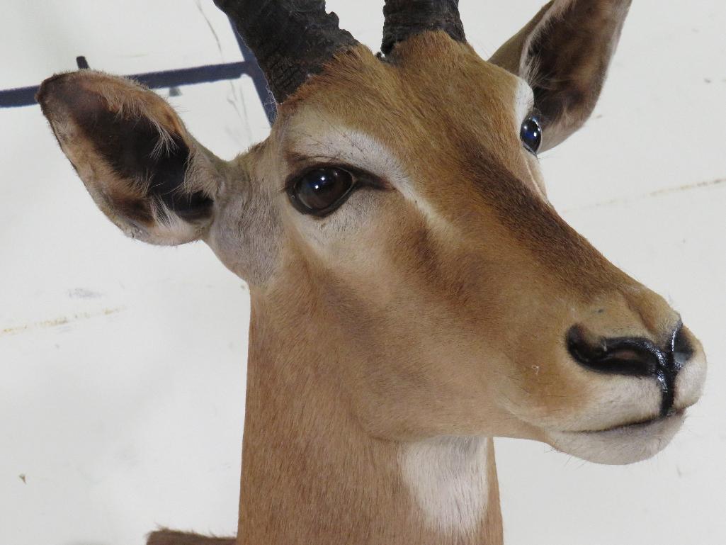 Impala Sh Mt TAXIDERMY