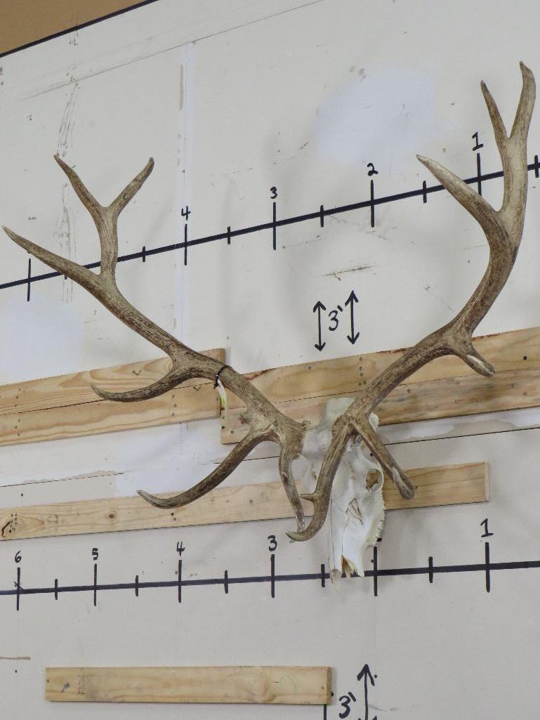 Elk Skull TAXIDERMY