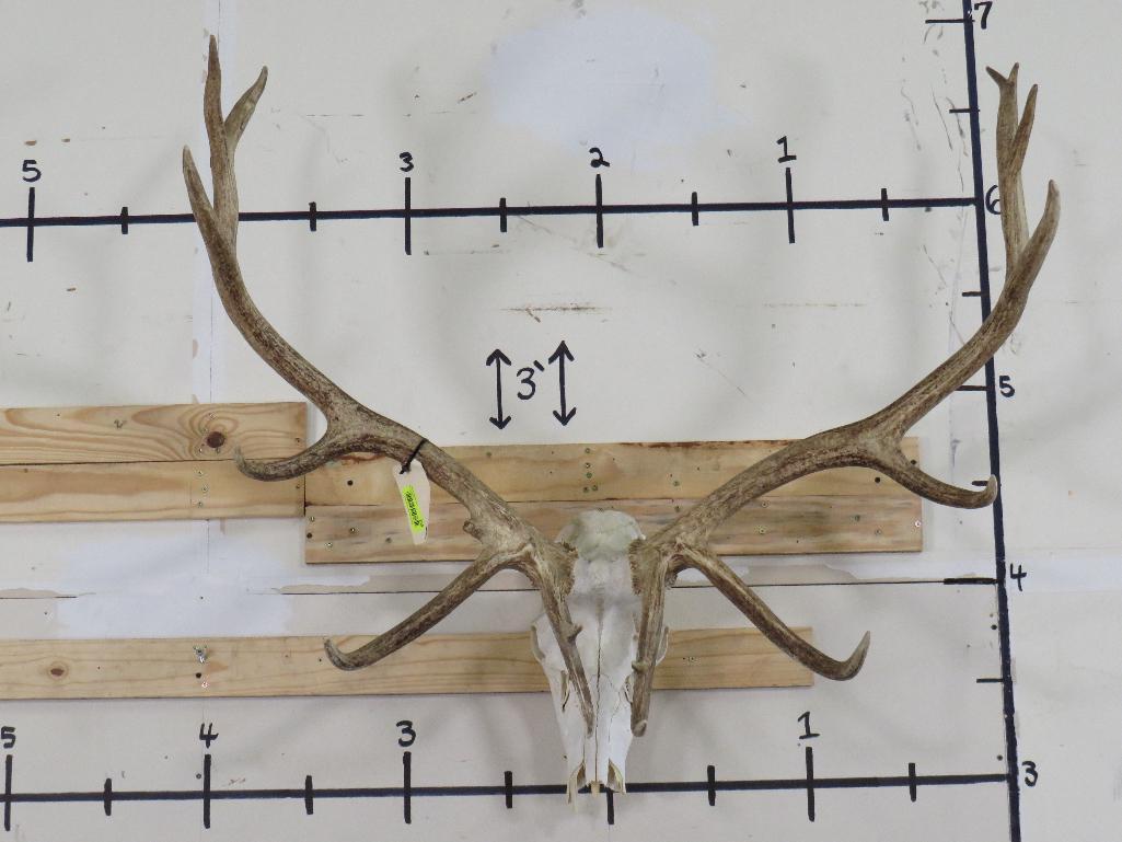 Elk Skull TAXIDERMY