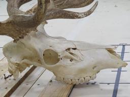 Elk Skull TAXIDERMY