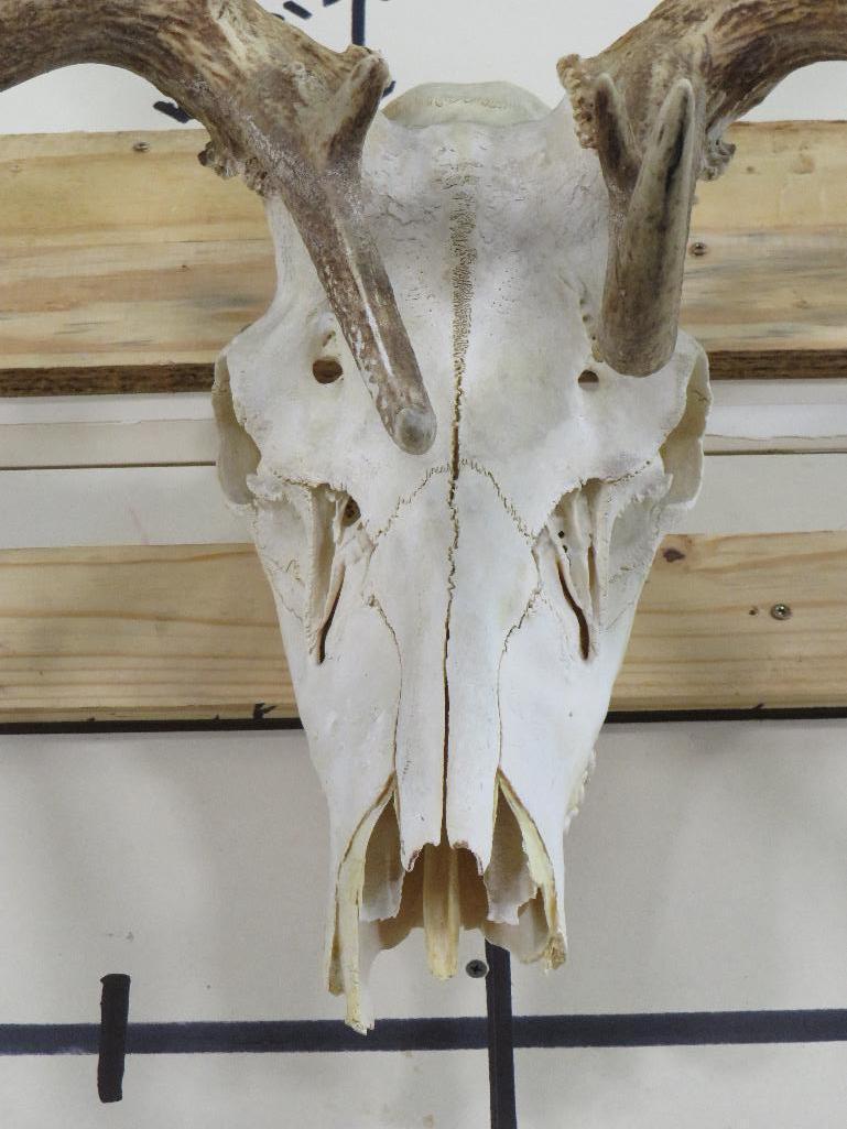 Elk Skull TAXIDERMY