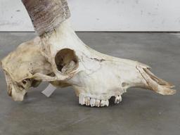 Sable Skull w/45" Horns TAXIDERMY