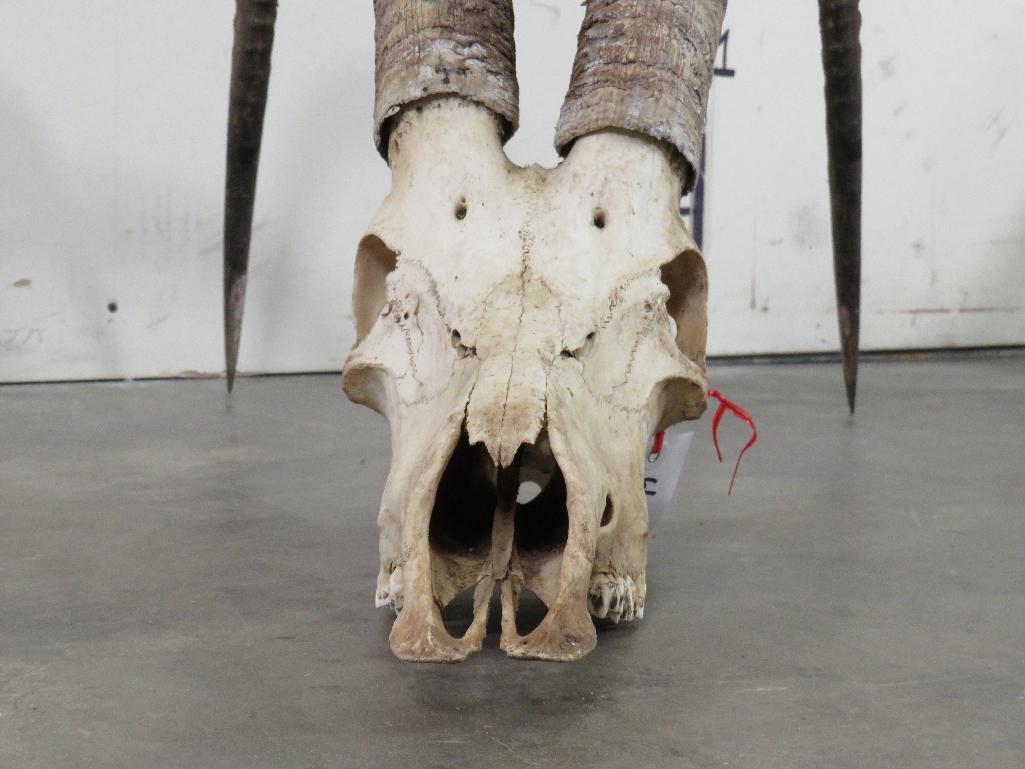 Sable Skull w/45" Horns TAXIDERMY