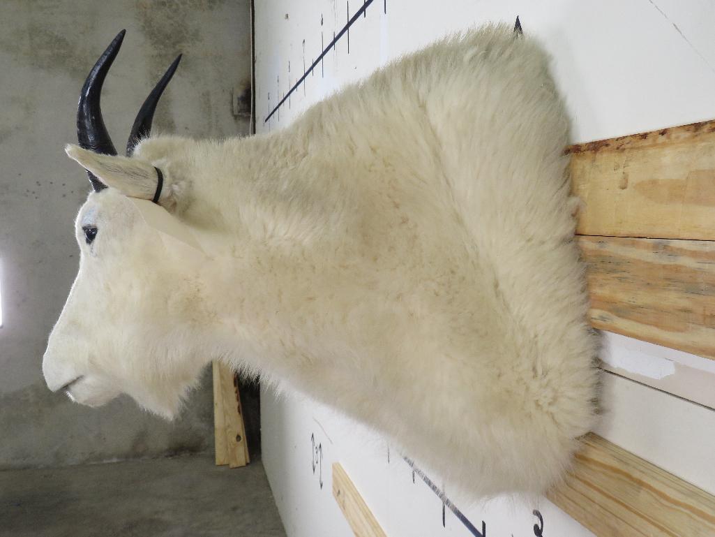 Mountain Goat Sh Mt TAXIDERMY