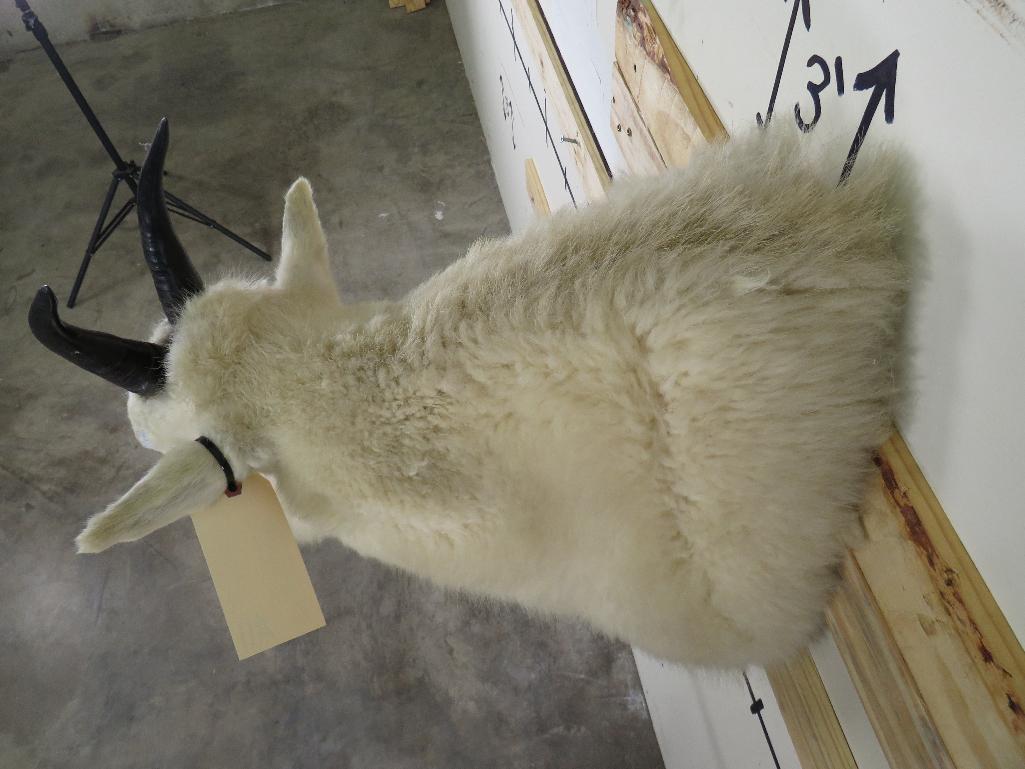 Mountain Goat Sh Mt TAXIDERMY