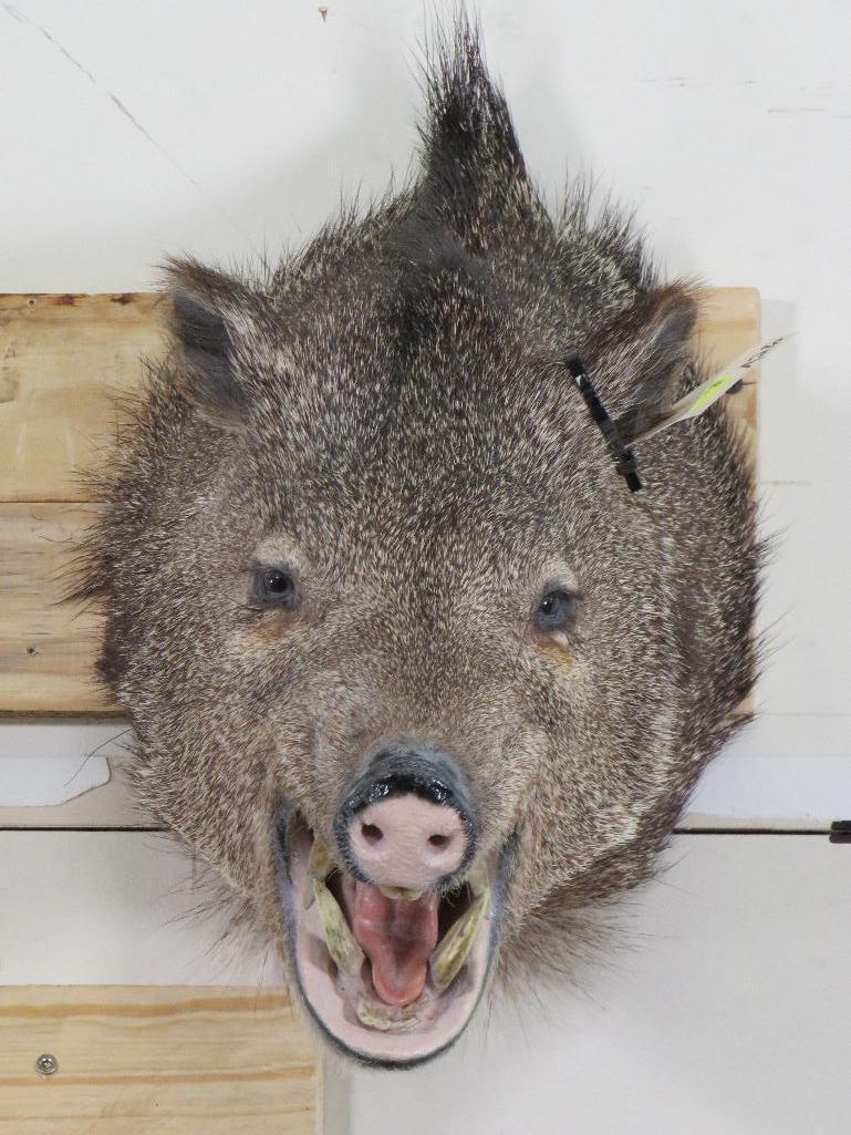 Javelina Sh Mt TAXIDERMY