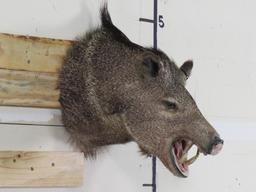 Javelina Sh Mt TAXIDERMY