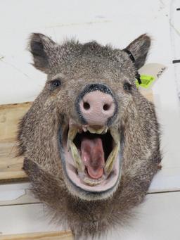 Javelina Sh Mt TAXIDERMY