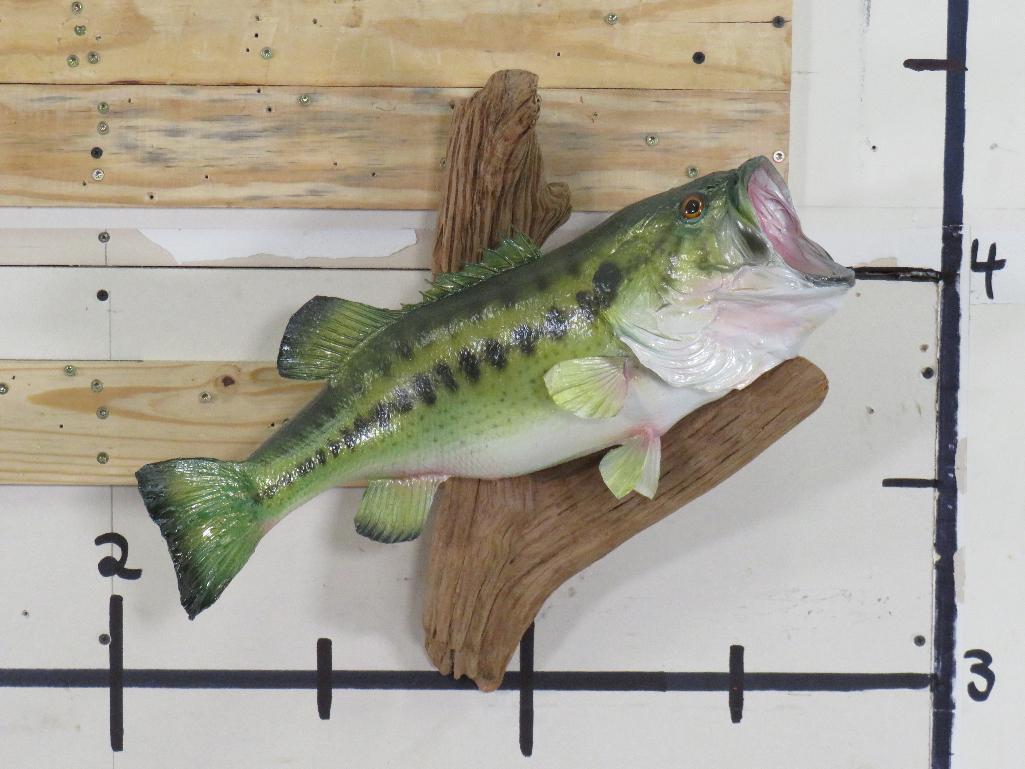 Big Real Skin Bass on Natural Wood TAXIDERMY FISH MOUNT