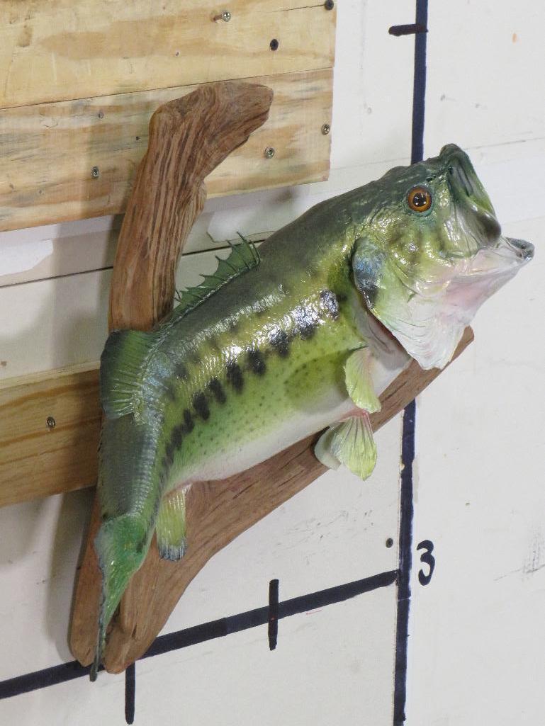 Big Real Skin Bass on Natural Wood TAXIDERMY FISH MOUNT