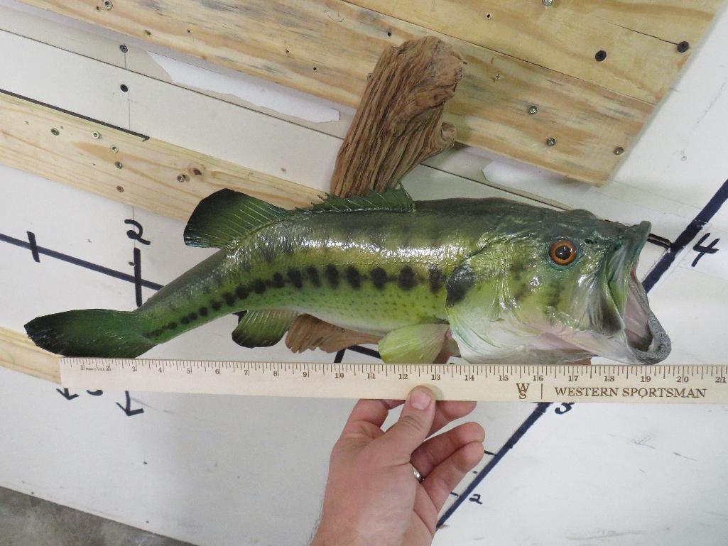 Big Real Skin Bass on Natural Wood TAXIDERMY FISH MOUNT