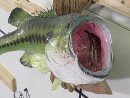 Big Real Skin Bass on Natural Wood TAXIDERMY FISH MOUNT