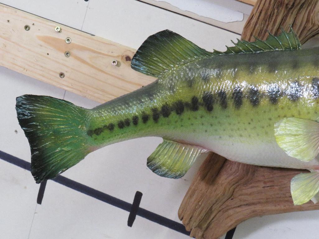 Big Real Skin Bass on Natural Wood TAXIDERMY FISH MOUNT