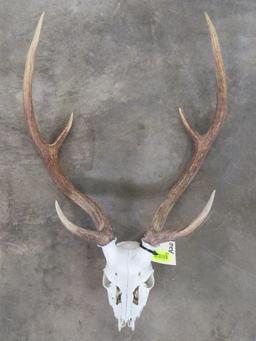 Axis Deer Skull TAXIDERMY