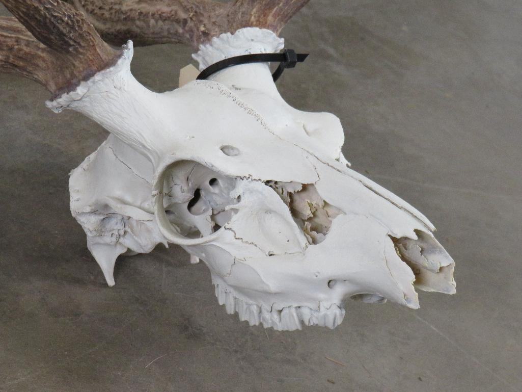 Axis Deer Skull TAXIDERMY