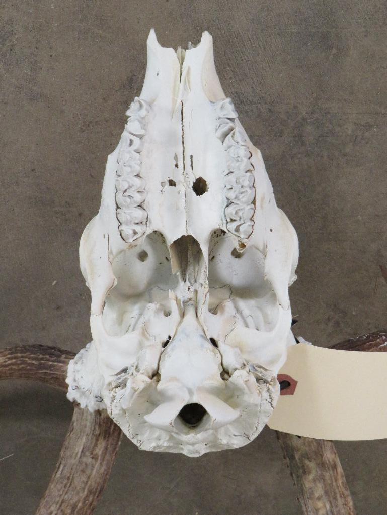 Axis Deer Skull TAXIDERMY