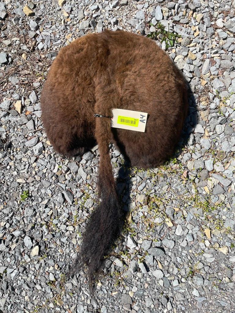 Buffalo / Bison Rump,/ butt. NEW taxidermy 22 inches wide, about 11 inches out from wall & 35 inches