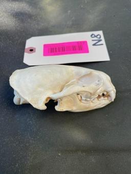 Awesome X large , North American River Otter skull , all teeth , 4 1/2 inches long X 3 inches wide g