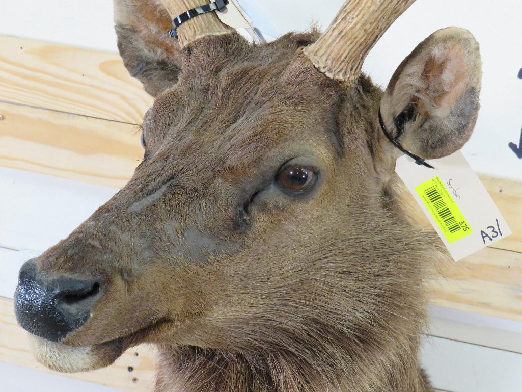 Sambar Sh Mt TAXIDERMY