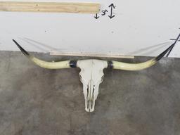 Really Nice Natural Longhorn Skull w/60 3/4" Spread TAXIDERMY